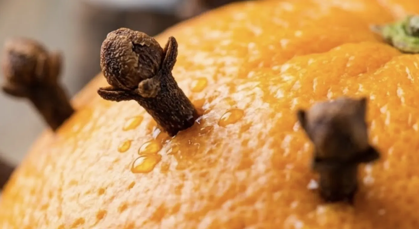Kryddnejlikor instuckna i skalet på en citrusfrukt — den klassiska huskuren mot insekter